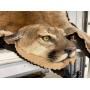 The Super Auction - Estate Collection of Animal Mounts, Skulls, Horns, Hides, Rugs & More!