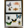 The Super Auction - Fossils, Bugs, Arrow Heads, & Animal Jewelry