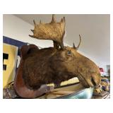 #1756 Moose Taxidermy Shoulder Mount