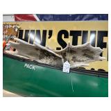 #1757 Matching Pair of Moose Antlers