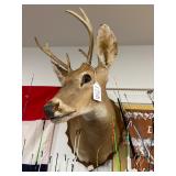 #1758 Whitetail Buck Taxidermy Shoulder Mount