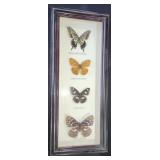 Monarch Butterfly 