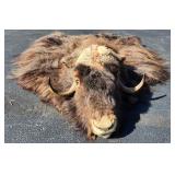 HUGE Musk Ox Taxidermy - Rug