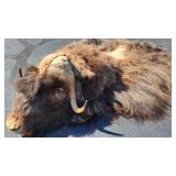 HUGE Musk Ox Taxidermy - RugHUGE Musk Ox Taxidermy - Rug