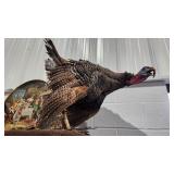 North American Turkey Taxidermy