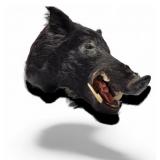Wild Boar Taxidermy