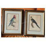 Pair of 11x14" Parrot Framed Prints