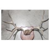 Whitetail Deer Antlers / Taxidermy