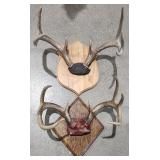 Whitetail Deer Antlers / Taxidermy