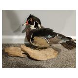 Wood Duck & Mallard Duck Waterfowl Taxidermy