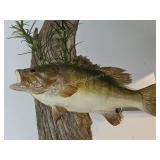 Vintage Small Mouth BASS Taxidermy on Driftwood
