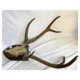 ANTLERS MOUNTED 32H 24W