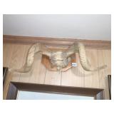 BIG MOUNTAIN SHEEP OR RAM SKULL 23" W