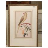 21.5X31.5 TRIPLE MATTED PRINT OF A PARROT ON