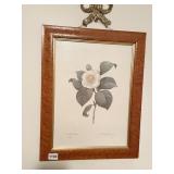 CAMELLIA BLANO PRINT, P. J. REDOUTE FRAMED UNDER