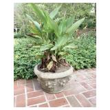CEMENT PLANTER WITH PLANT 12 INCHES HIGH