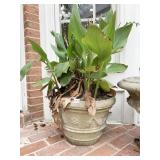 CEMENT PLANTER 12 1/2 INCHES HIGH WITH PLANT