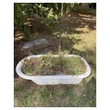 CAST IRON BATHTUB WAS USED AS A FLOWER BED