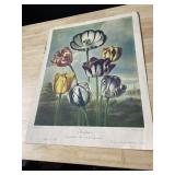 TULIP PRINT, LONDON PUBLISHED MAY 1, 1798, BY DR.