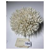 TABLE CORAL - WESTERN PACIFIC, WHITE BRANCHING