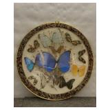 BUTTERFLY SPECIMEN WALL PLAQUE - PRESSED