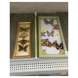 TWO FRAMED BUTTERFLY COLLECTIONS - GOLD & GREEN