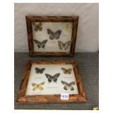 SET OF THREE FRAMED BUTTERFLY SPECIMEN PRINTS -