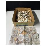 SEASHELLS AND SHELL GUIDE