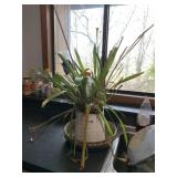 POTTED SPIDER PLANT - CERAMIC PLANTER W/ SAUCER.