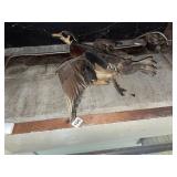 TAXIDERMIED GREAT CRESTED GREBE PAIR -