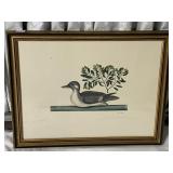 FRAMED ANAS MINOR DUCK PRINT.