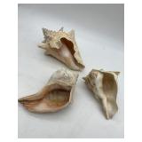 LARGE SEASHELLS.