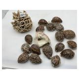 COWRIE SHELLS, CORAL SPECIMEN.