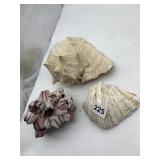 CONCH SHELL, SCALLOP SHELL, BARNACLE CLUSTER.
