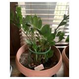 POTTED ZZ PLANT, TERRA COTTA STYLE PLANTER, GREEN