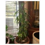 POTTED LUCKY BAMBOO PLANT & POTTED ZZ PLANT W/