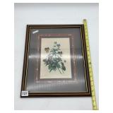 P.J. REDOUTE AFTERPRINT, FRAMED BOTANICAL "VIOLA