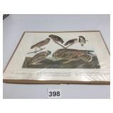 VINTAGE COLOR PRINT, FOUR OWLS, ILLUSTRATED BIRD