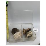 CLEAR ACRYLIC DISPLAY BOX W/ SEASHELL, ASSORTED