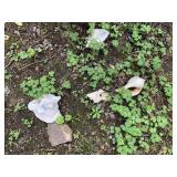 ASSORTED LARGE SEASHELLS.