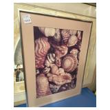 PHOTOGRAPHIC PRINT OF SEASHELLS, FRAMED.