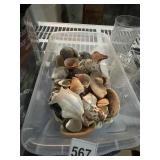 ASSORTED SEASHELLS, VARIOUS SIZES AND TYPES, IN