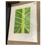 JEFF WALTER PHOTOGRAPHIC PRINT, ELEPHANT EAR PALM