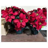 ARTIFICIAL POINSETTIA PLANTS, RED FABRIC PETALS,