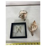 NATURAL SPECIMENS, FRAMED BUTTERFLY, TWO
