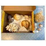 ASSORTED NATURAL CORAL AND SEASHELL SPECIMENS.