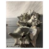 NATURAL CONCH SHELLS, VARIOUS SIZES, DECORATIVE