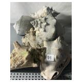 NATURAL CONCH SHELLS, ASSORTED SIZES, WEATHERED