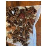 ASSORTED NATURAL PINE CONES, VARIOUS SPECIES,