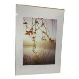 PHOTOGRAPHIC PRINT, BIRCH BRANCHES OVER LAKE AT